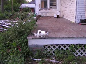 cat on deck